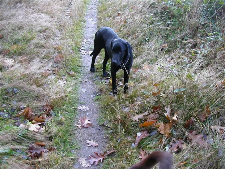 Blanding af racer Balder *RIP* billede 8