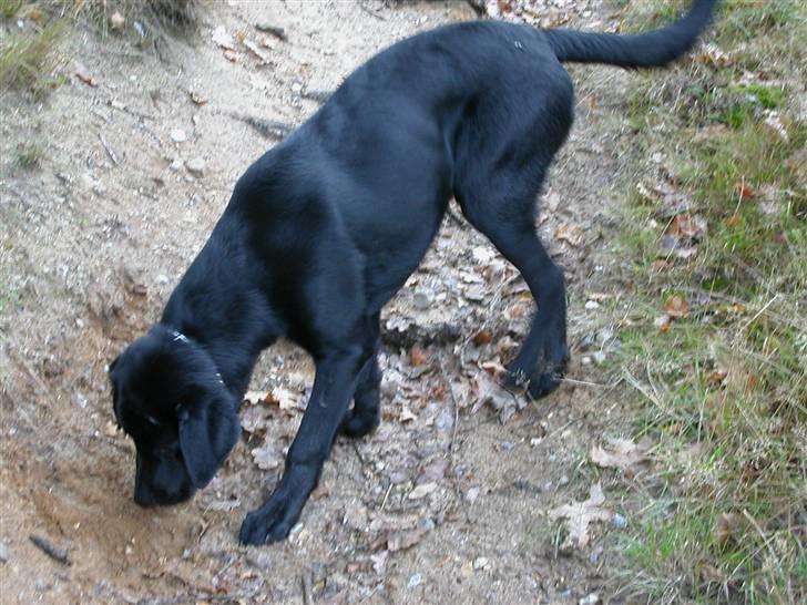 Blanding af racer Balder *RIP* billede 9