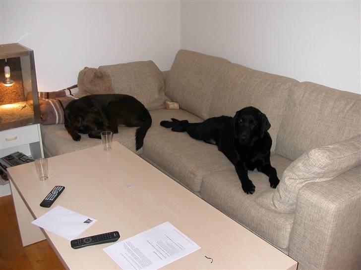 Blanding af racer Balder *RIP* billede 10