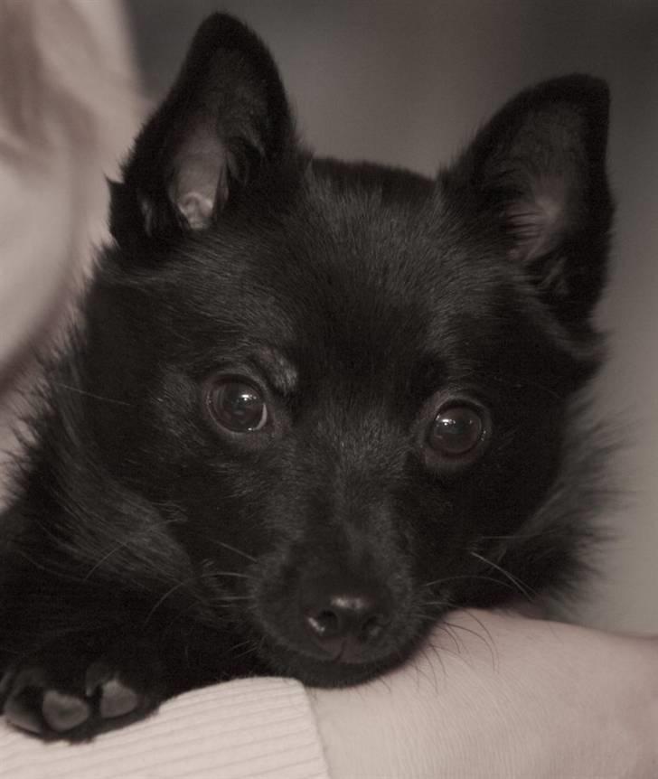 Schipperke Maggie billede 1