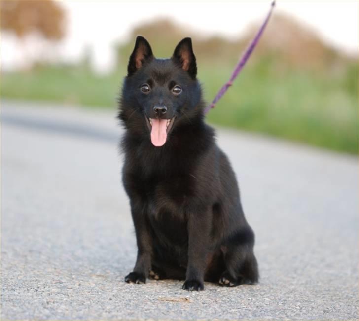Schipperke Maggie billede 2