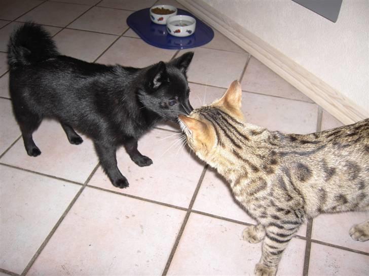 Schipperke Maggie billede 3