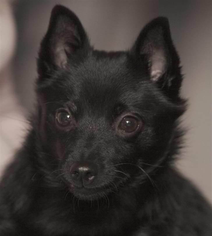 Schipperke Maggie billede 4