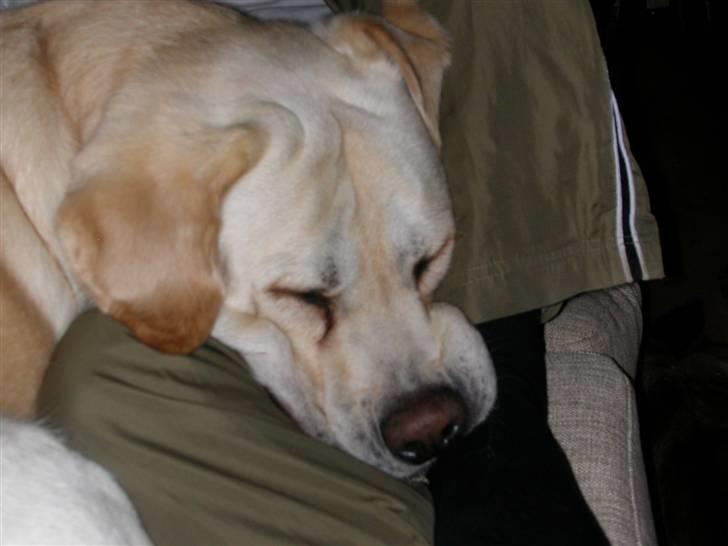 Labrador retriever Harrison *hos eksen* - Nogen der sagde flæskefjæs? billede 11