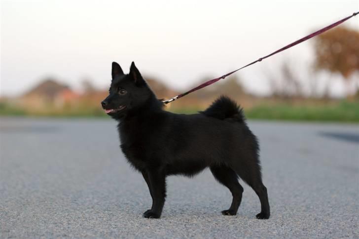 Schipperke Maggie billede 5