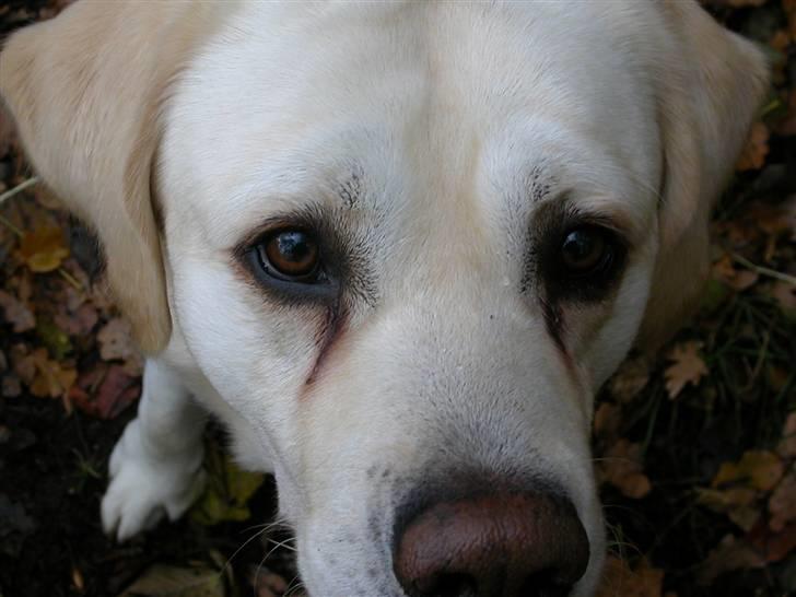 Labrador retriever Harrison *hos eksen* billede 12