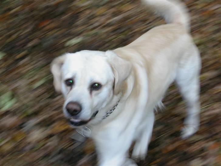 Labrador retriever Harrison *hos eksen* billede 13