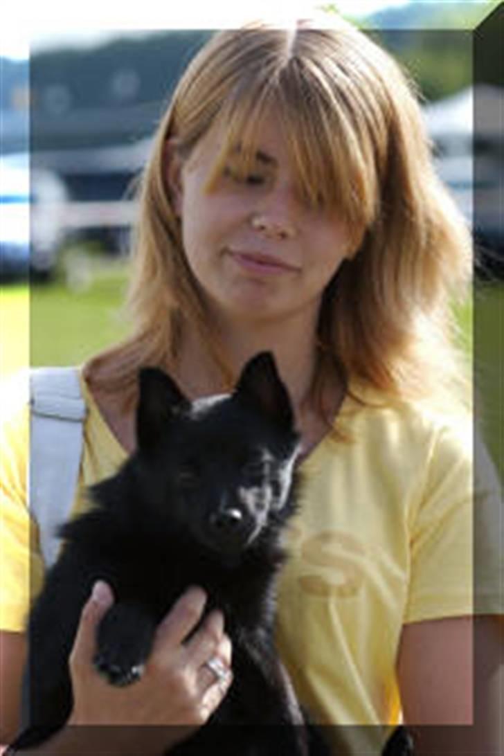 Schipperke Maggie billede 6