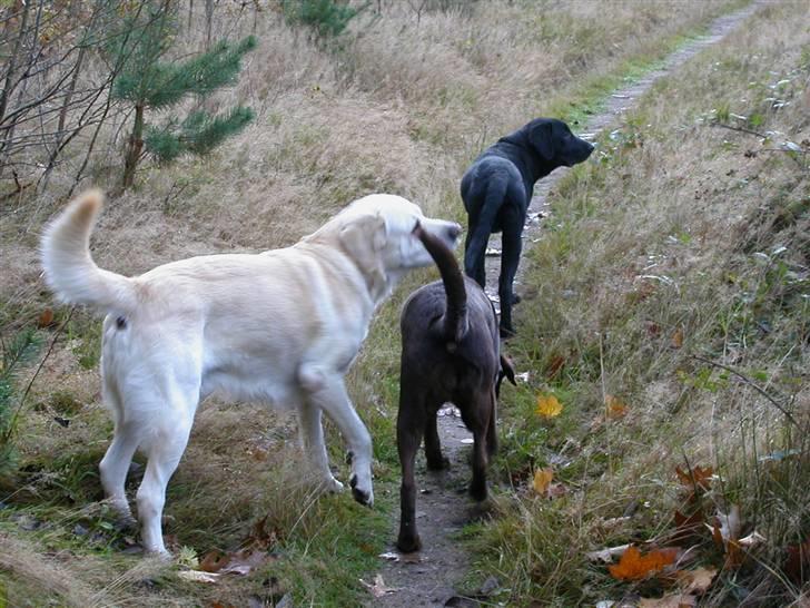 Labrador retriever Harrison *hos eksen* billede 15