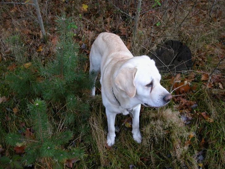 Labrador retriever Harrison *hos eksen* billede 17
