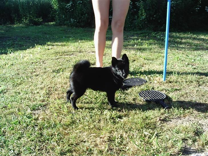 Schipperke Maggie billede 7