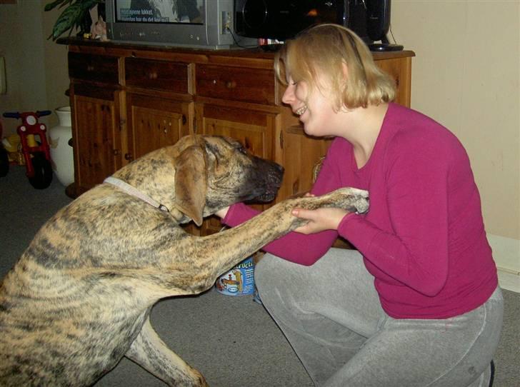 Grand danois Sassy (Siciliano Jazz) - Seee moar! Jeg ka godt give pote.... 5 mdr. billede 4