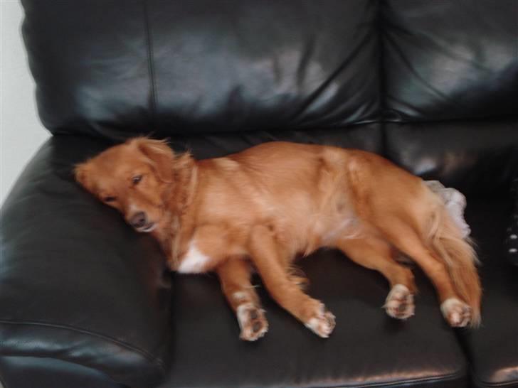 Nova scotia duck tolling retriever Happy billede 2