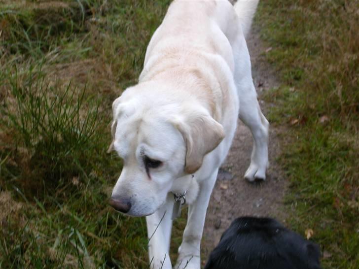 Labrador retriever Harrison *hos eksen* billede 18