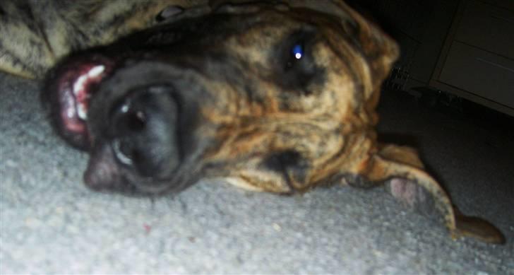 Grand danois Sassy (Siciliano Jazz) - Heey... jeg prøver altså lige at tage en slapper her!?!  billede 5