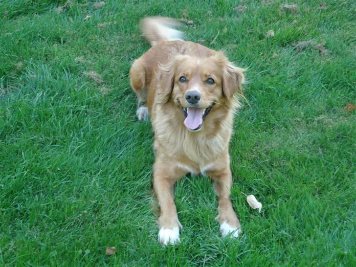 Nova scotia duck tolling retriever Happy billede 3