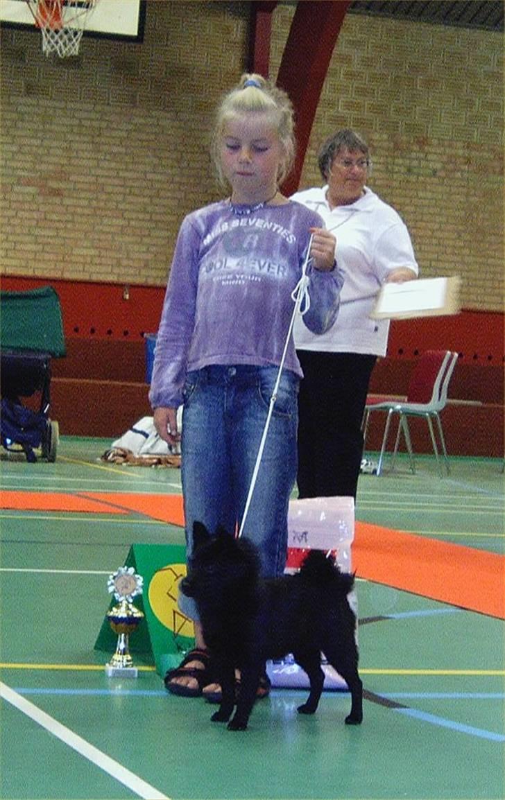 Schipperke Maggie billede 8