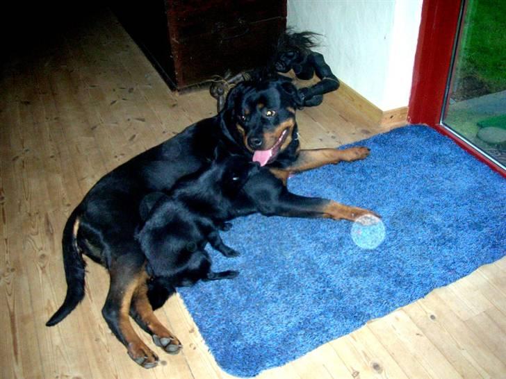 Schipperke Maggie billede 9