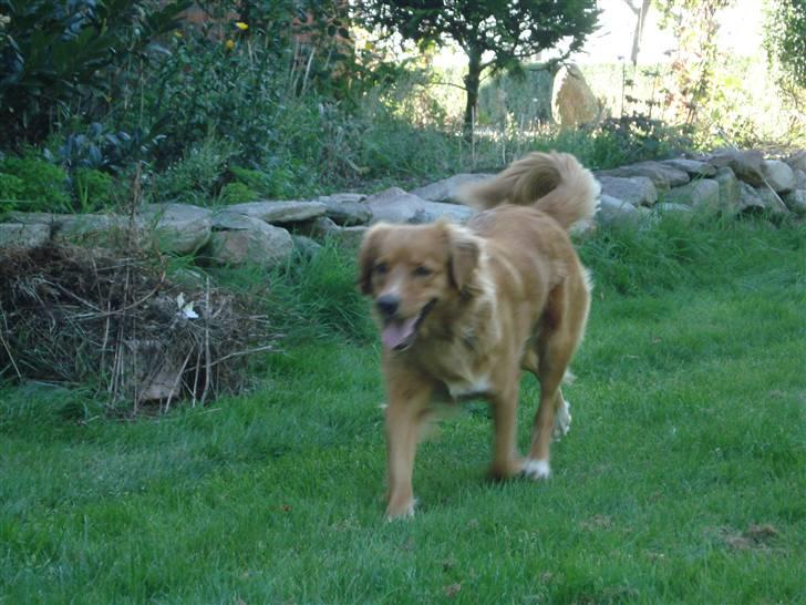 Nova scotia duck tolling retriever Happy billede 4