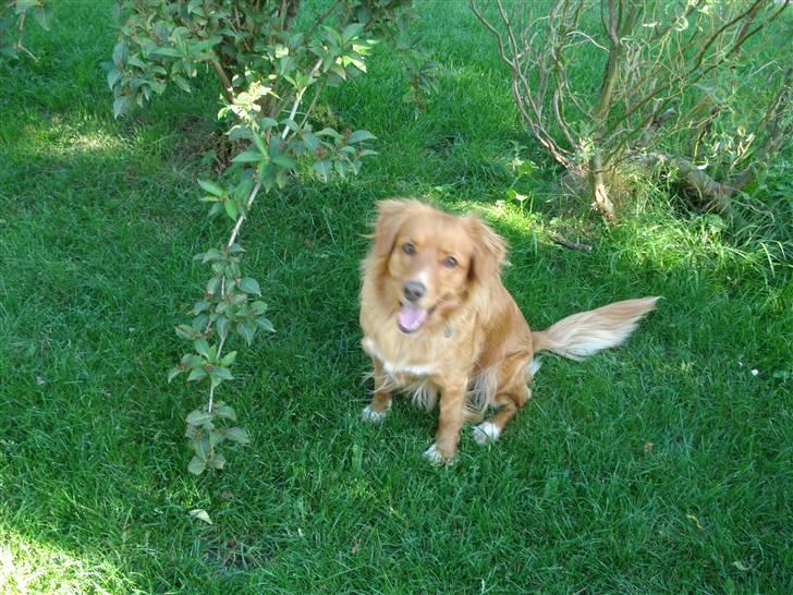 Nova scotia duck tolling retriever Happy billede 5