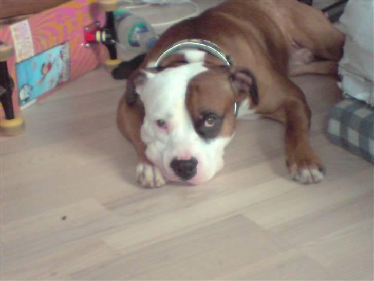 Blanding af racer Tjico billede 10