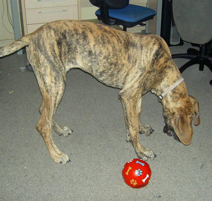 Grand danois Sassy (Siciliano Jazz) - Jeg elsker at lege med min "madbold"... den er så SJOV! billede 6