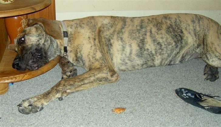 Grand danois Sassy (Siciliano Jazz) - Sassy og hendes foretrukne "hovedpude" billede 7