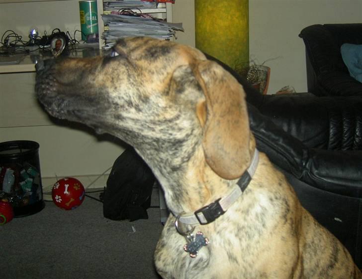 Grand danois Sassy (Siciliano Jazz) - Hva´! Sagde du godbid far??? billede 8