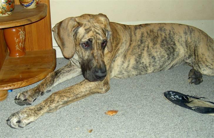 Grand danois Sassy (Siciliano Jazz) - Schyyy! Jeg ka se katten.... billede 9