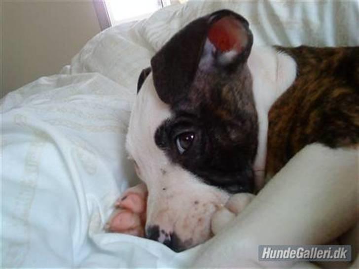 Blanding af racer Luka billede 1