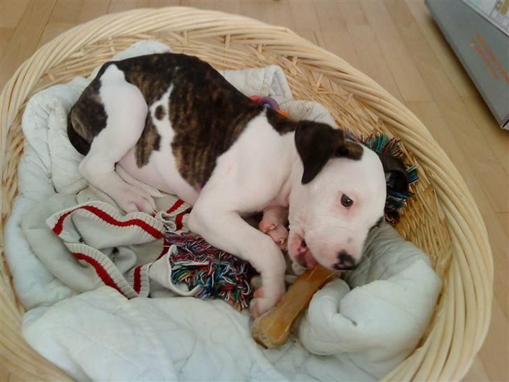 Blanding af racer Luka billede 2