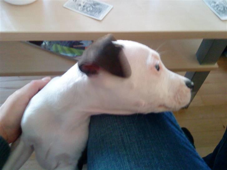 Blanding af racer Luka billede 3