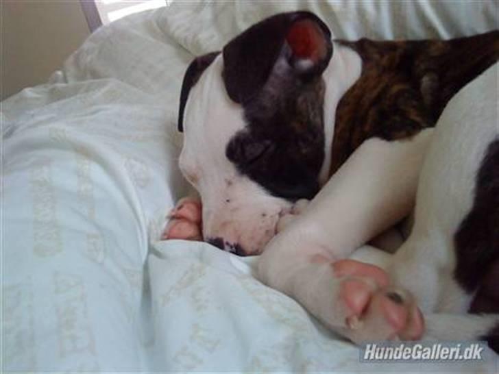 Blanding af racer Luka billede 4