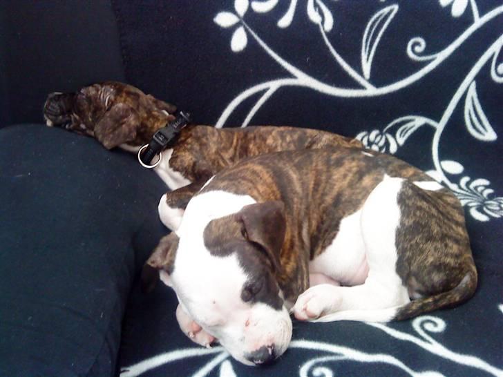 Blanding af racer Luka - Luka med hans bror i baggrunden. Hans bror ejes af min veninde maria billede 5