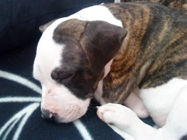 Blanding af racer Luka billede 6