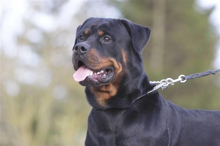 Rottweiler Vom Dornenhof Limbo billede 4