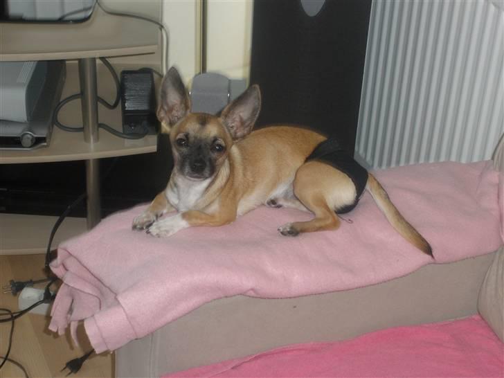 Chihuahua Mussie - Smukkeste <3 billede 8