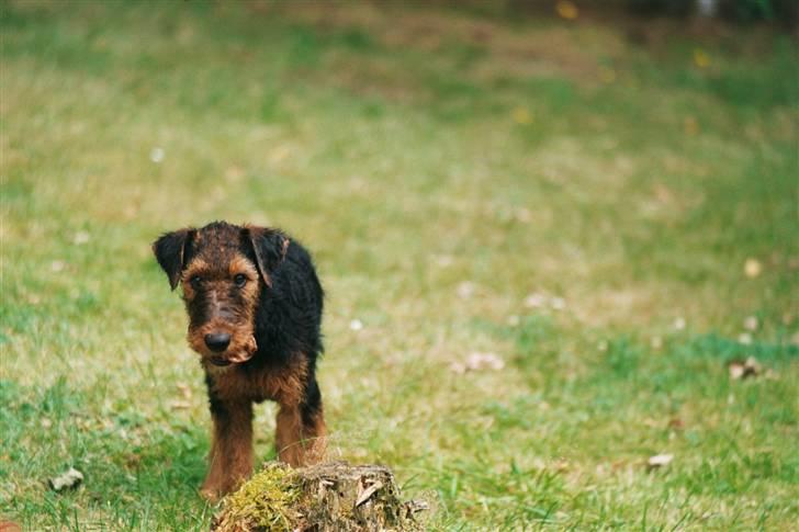 Airedale terrier Zeus - R.I.P 2002-2009 billede 10