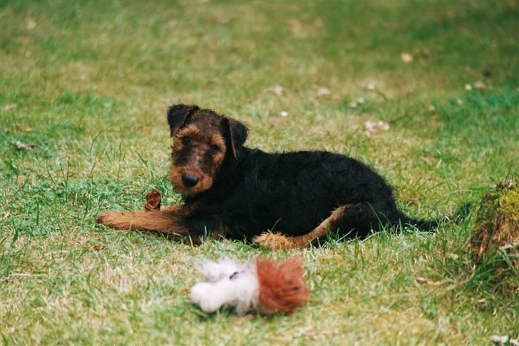 Airedale terrier Zeus - R.I.P 2002-2009 billede 11