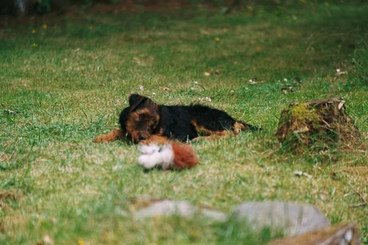Airedale terrier Zeus - R.I.P 2002-2009 billede 12