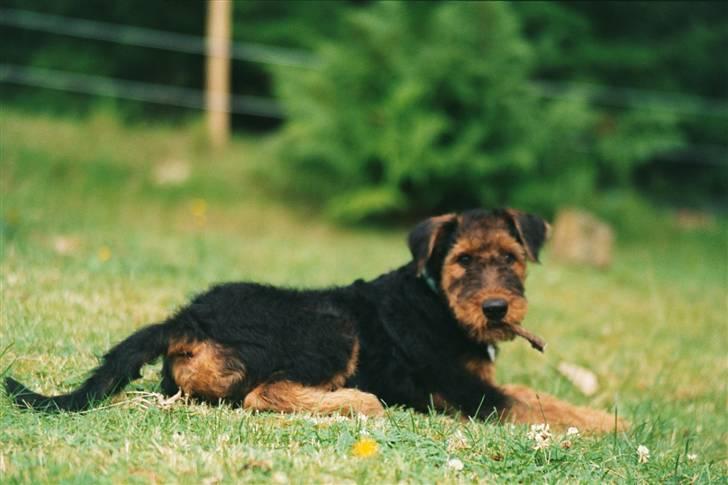Airedale terrier Zeus - R.I.P 2002-2009 billede 13