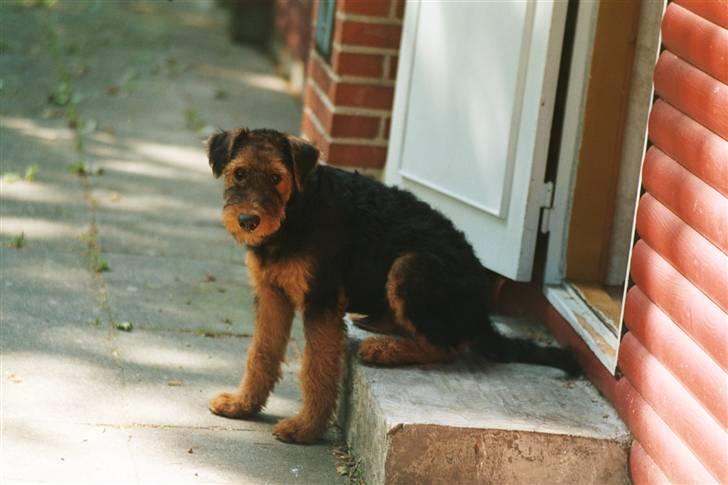 Airedale terrier Zeus - R.I.P 2002-2009 billede 14