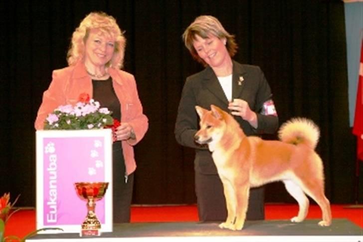 Shiba Niiki - Niiki blev BIS-hvalp i Herning billede 15