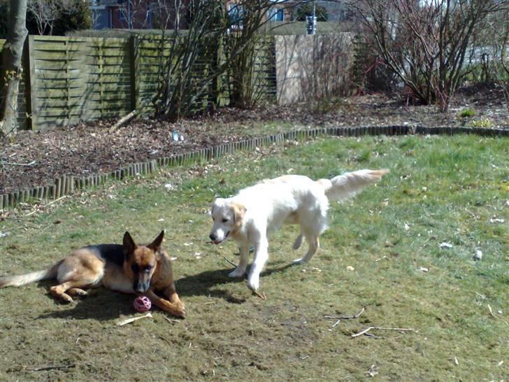 Schæferhund Quinnie **SOLGT** - Leger lige med Basse der også er far til mine 7 hvalpe billede 7