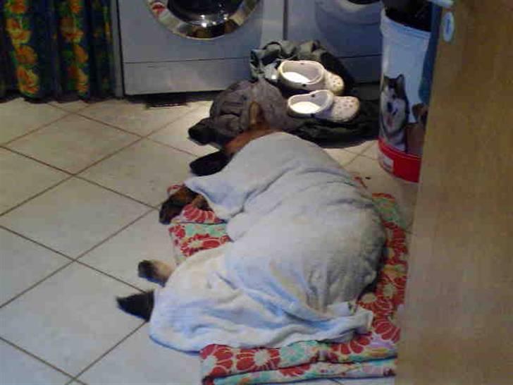 Schæferhund Quinnie **SOLGT** - Har været med mor til ringridning, blev meget træt efter den lange dag billede 8