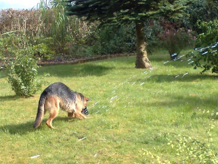Schæferhund Quinnie **SOLGT** - Far og jeg lever med vand, ville jo hjælpe med at vaske bil, men det måtte jeg ikke billede 9