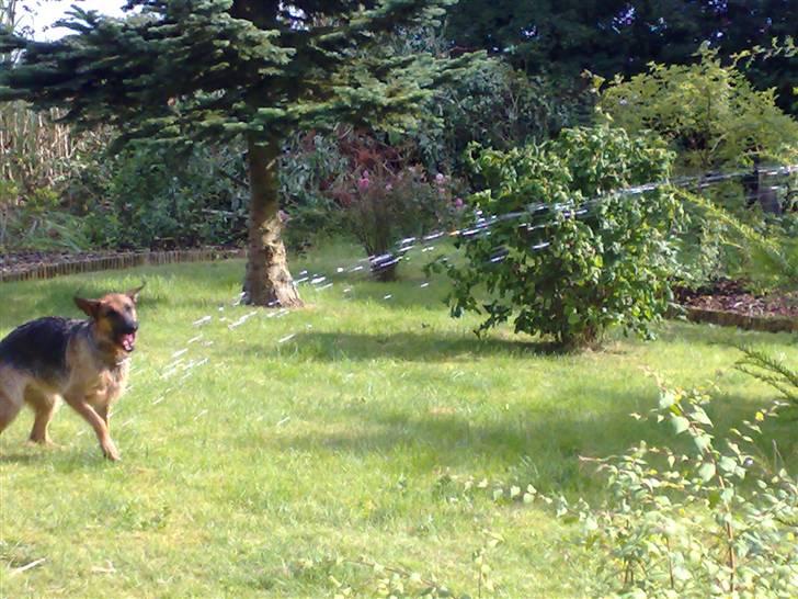 Schæferhund Quinnie **SOLGT** - Vandleg fortsat billede 10