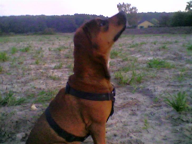 Blanding af racer Freya - Freya 4 mdr. billede 11