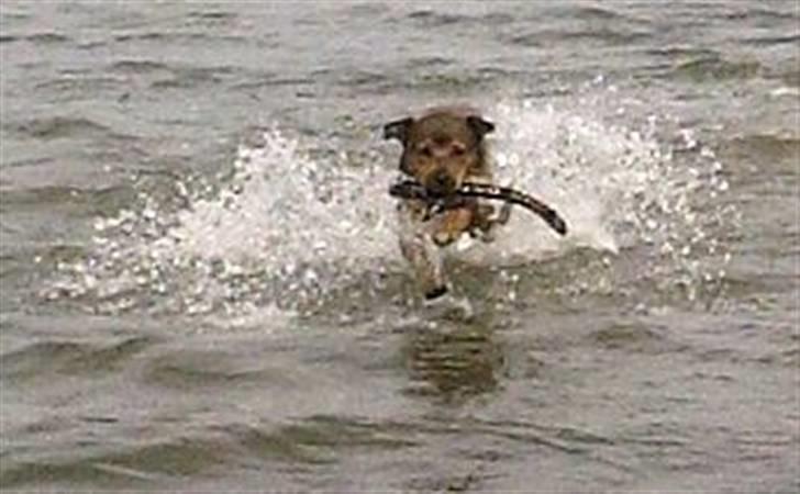 Blanding af racer Freya - Freya 5 mdr. billede 12