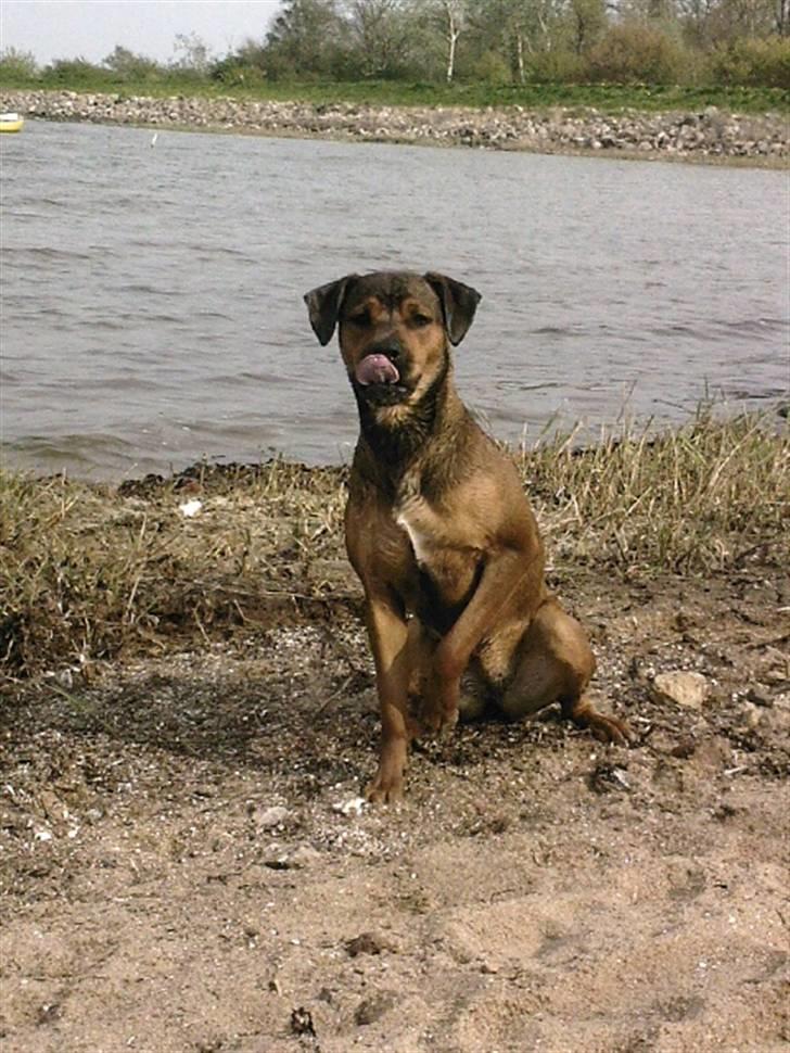 Blanding af racer Freya - Freya 6 mdr. billede 14